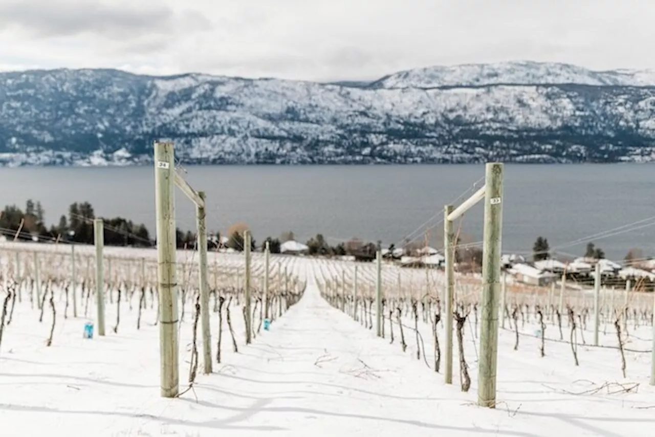 Resilient grapevines, regulatory changes offer hope to B.C. wineries