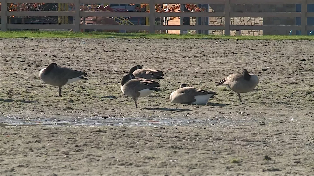 Canada Geese population north of Nanaimo is declining