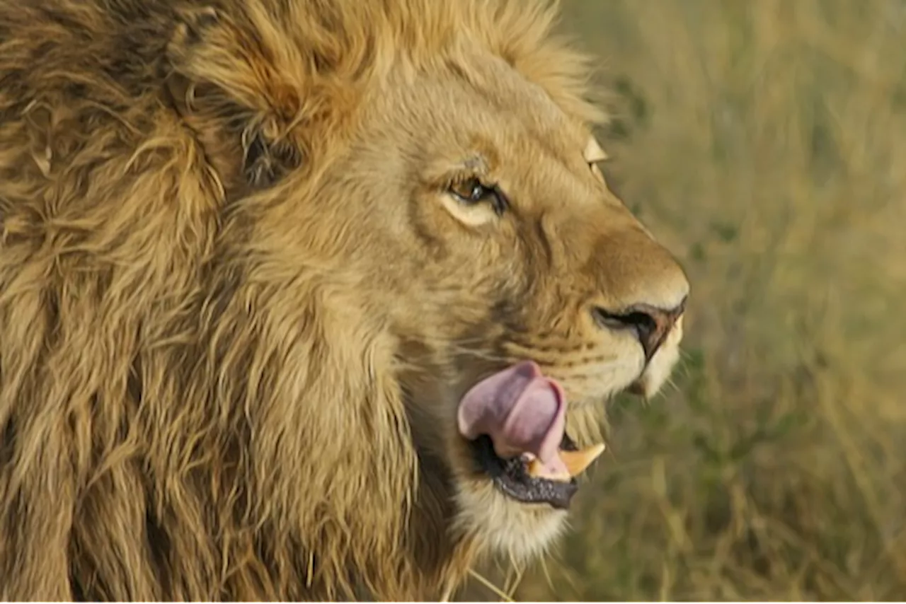 Astrologie : quelles sont les caractéristiques des Lion ascendant Bélier ?