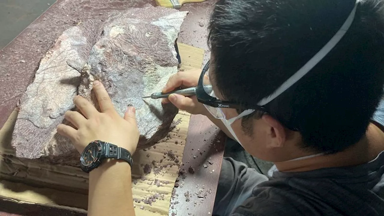 First-ever dinosaur fossils discovered in Hong Kong