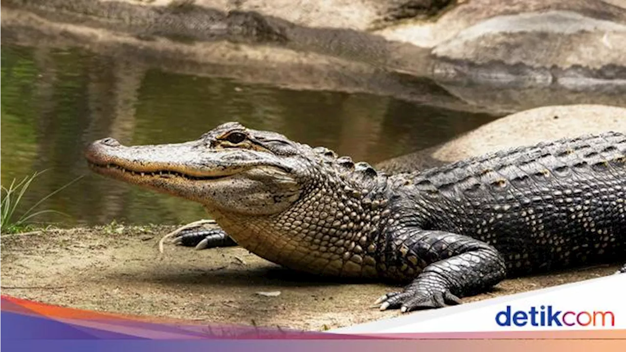 Buaya dari Penangkaran Cianjur yang Mati Jadi 18 Ekor