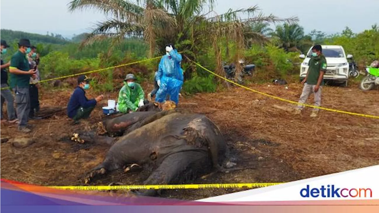 Gading-Belalai Gajah Sumatera yang Mati di Hutan Konsesi Jambi Tak Ditemukan