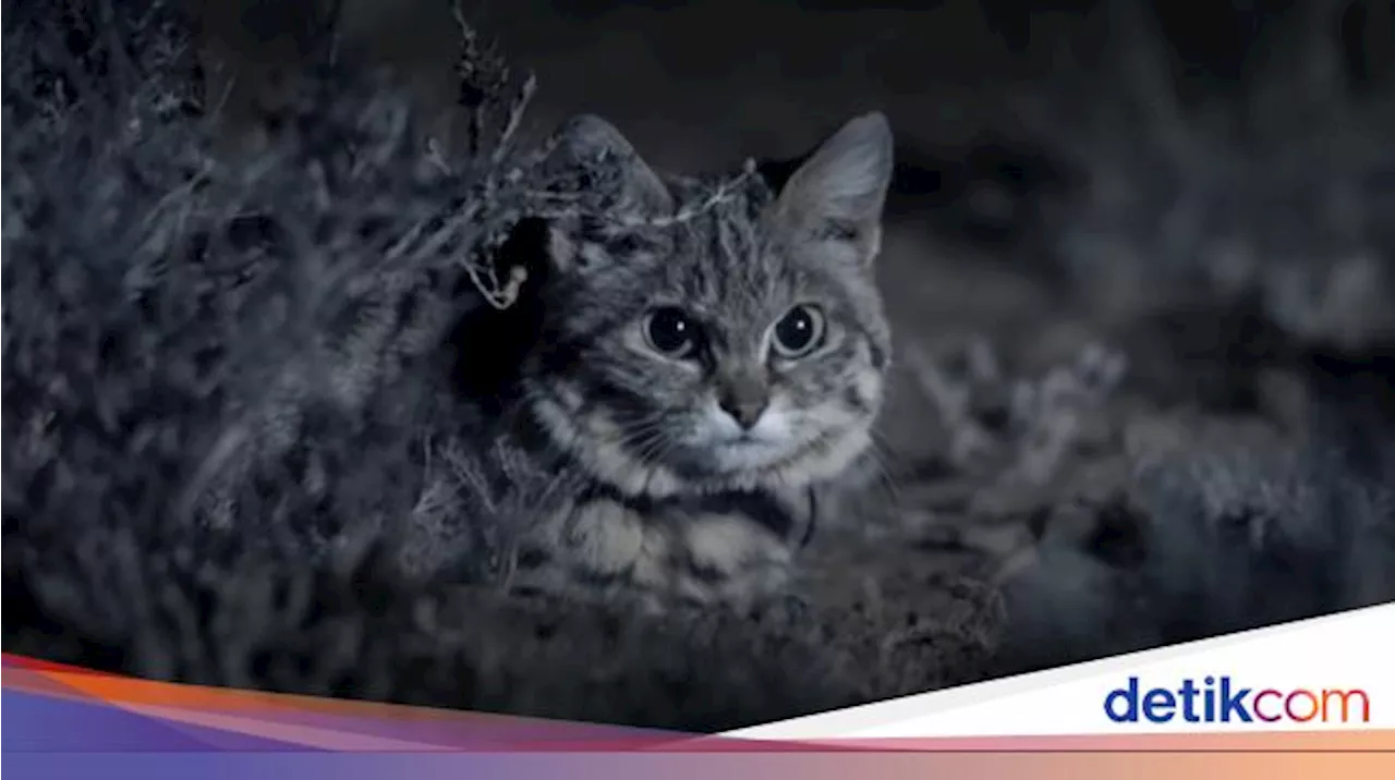 Terinspirasi Kucing, Peneliti Kembangkan Mata Robot yang Bisa Melihat Dalam Gelap