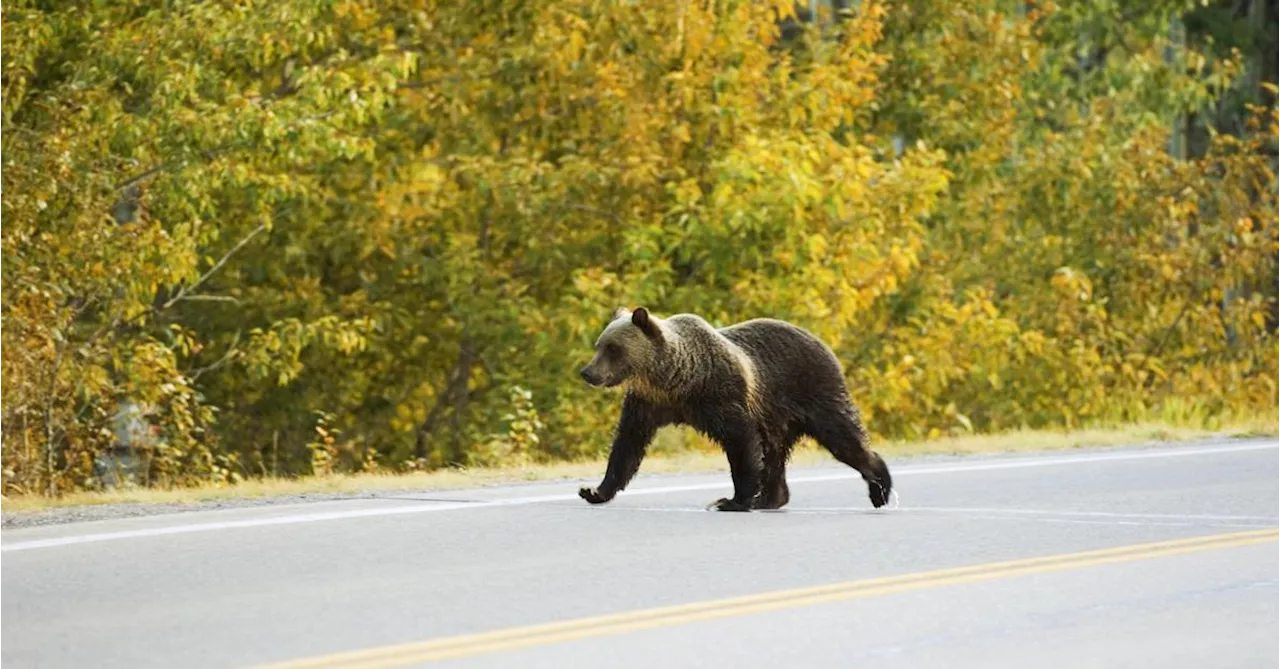 „Queen“ der Grizzly Bären bei Unfall in USA getötet