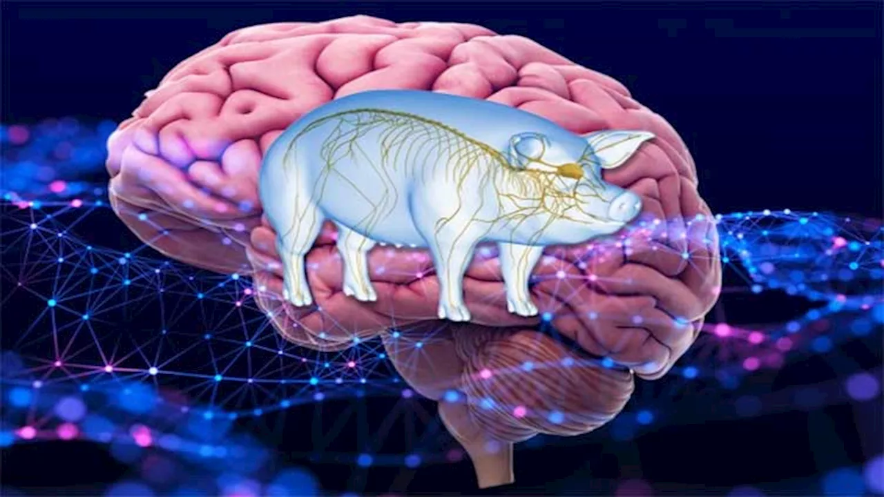 Pig's brain back to life an hour after animal had died in experiment