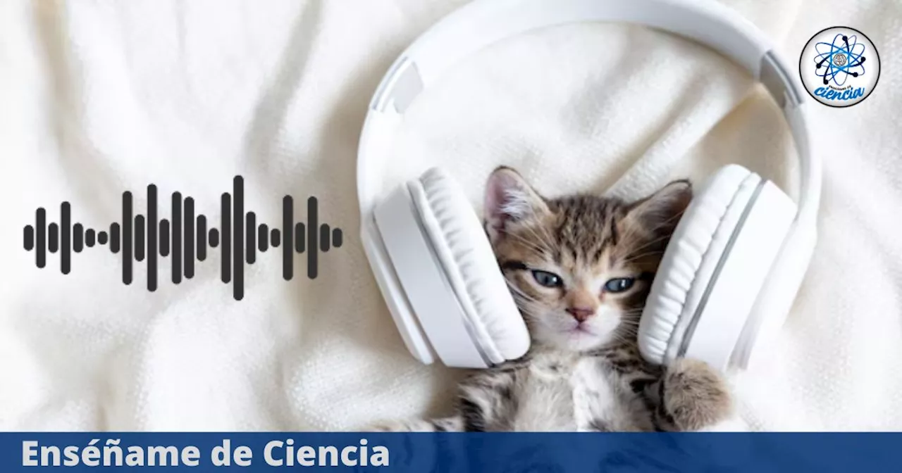 Los sonidos que los gatos pueden escuchar y los humanos no, según la ciencia