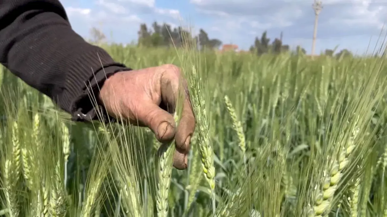 حساب گندمکاران شارژ شد + مبلغ واریزی