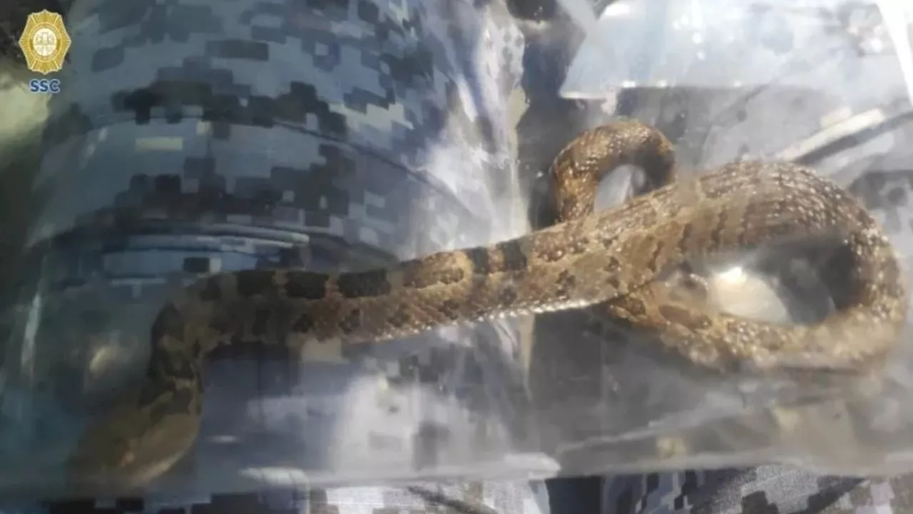 Serpiente de cascabel desata pánico en Bosque de Chapultepec, resguardan al reptil en Xochimilco