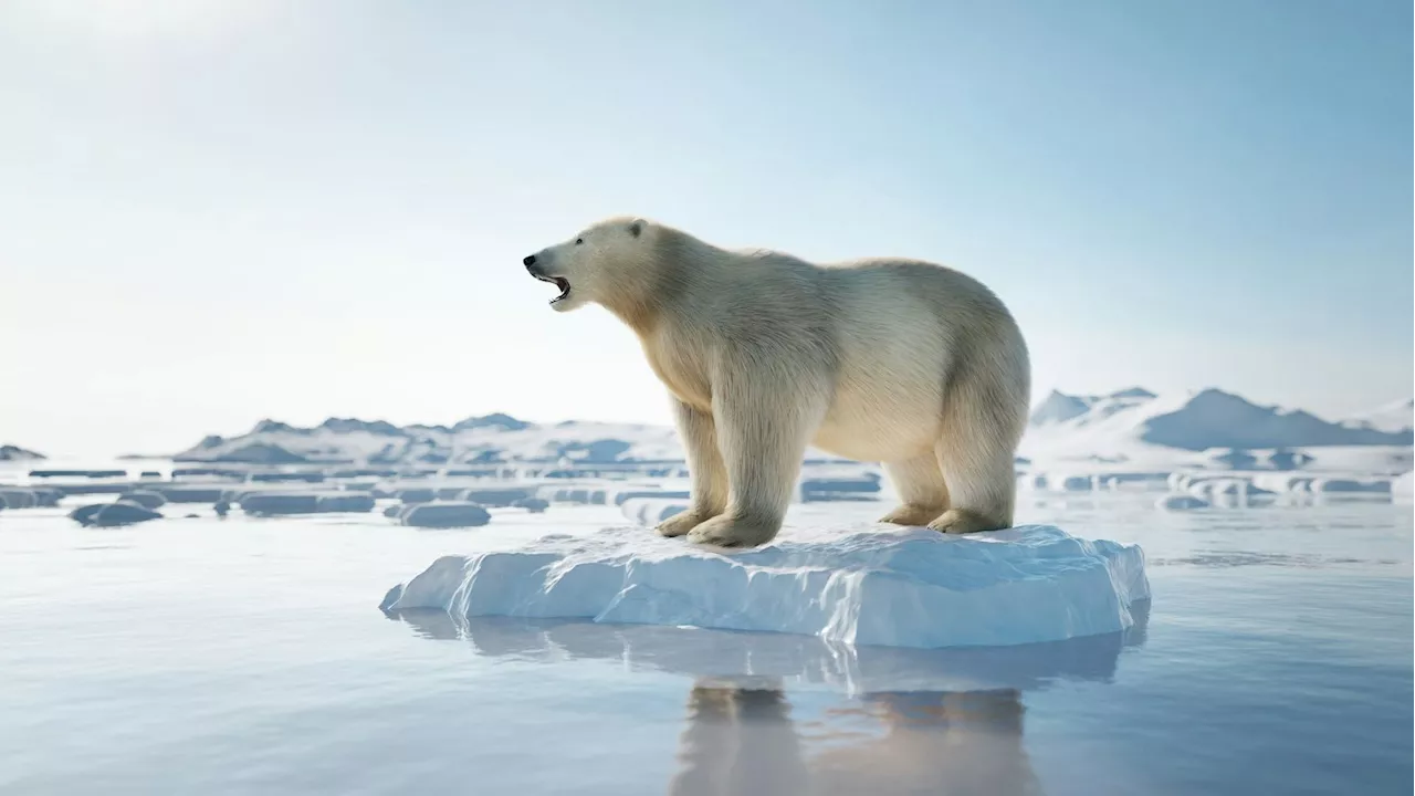  Warum die Klimakrise die Eisbären auch krank macht