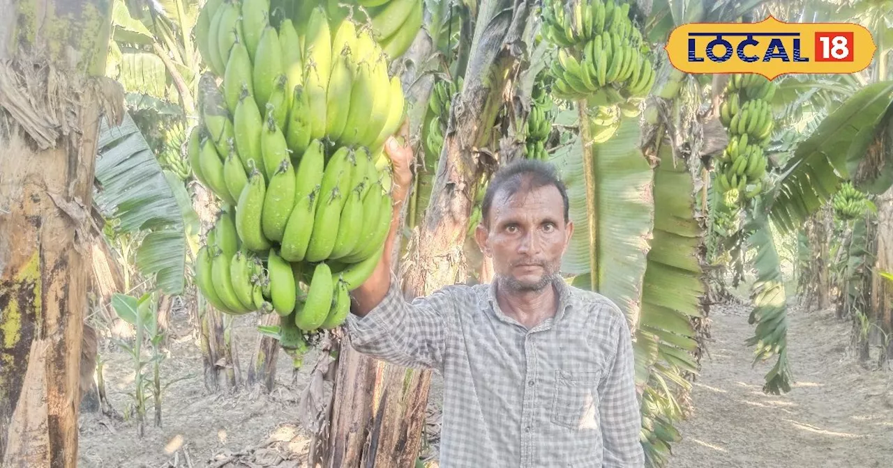 Banana Farming: एक पेड़ में 50 किलो फल, किसान ने 5 एकड़ भूमि में शुरू कर दी खेती, अब सालाना हो रही है 8 लाख...