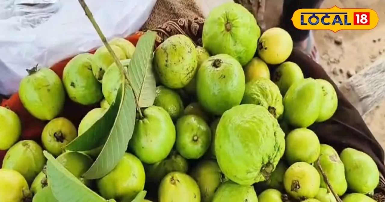 Guava Cultivation: लाजवाब है ये वीएनार बीही अमरूद, 1 किलो का है एक फल, किसानों के लिए फायदेमंद है इसकी खेती...