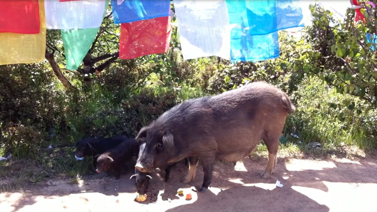 50 mins of no oxygen: Liver helps revive dead pig’s brain after heart attack