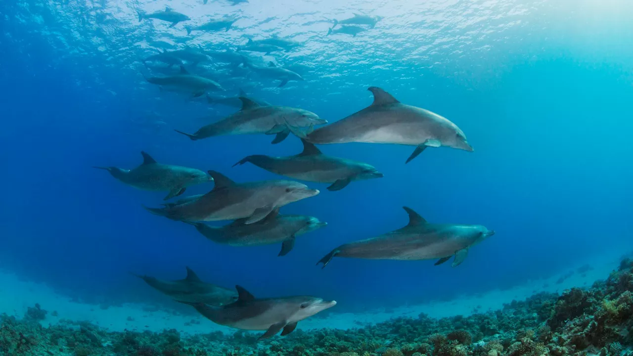 Dolphins display strong avoidance behavior in response to naval sonar systems