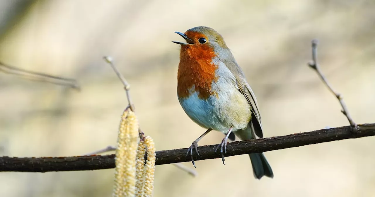 Irish birdwatchers discover robin in Co Cork which had flown from France