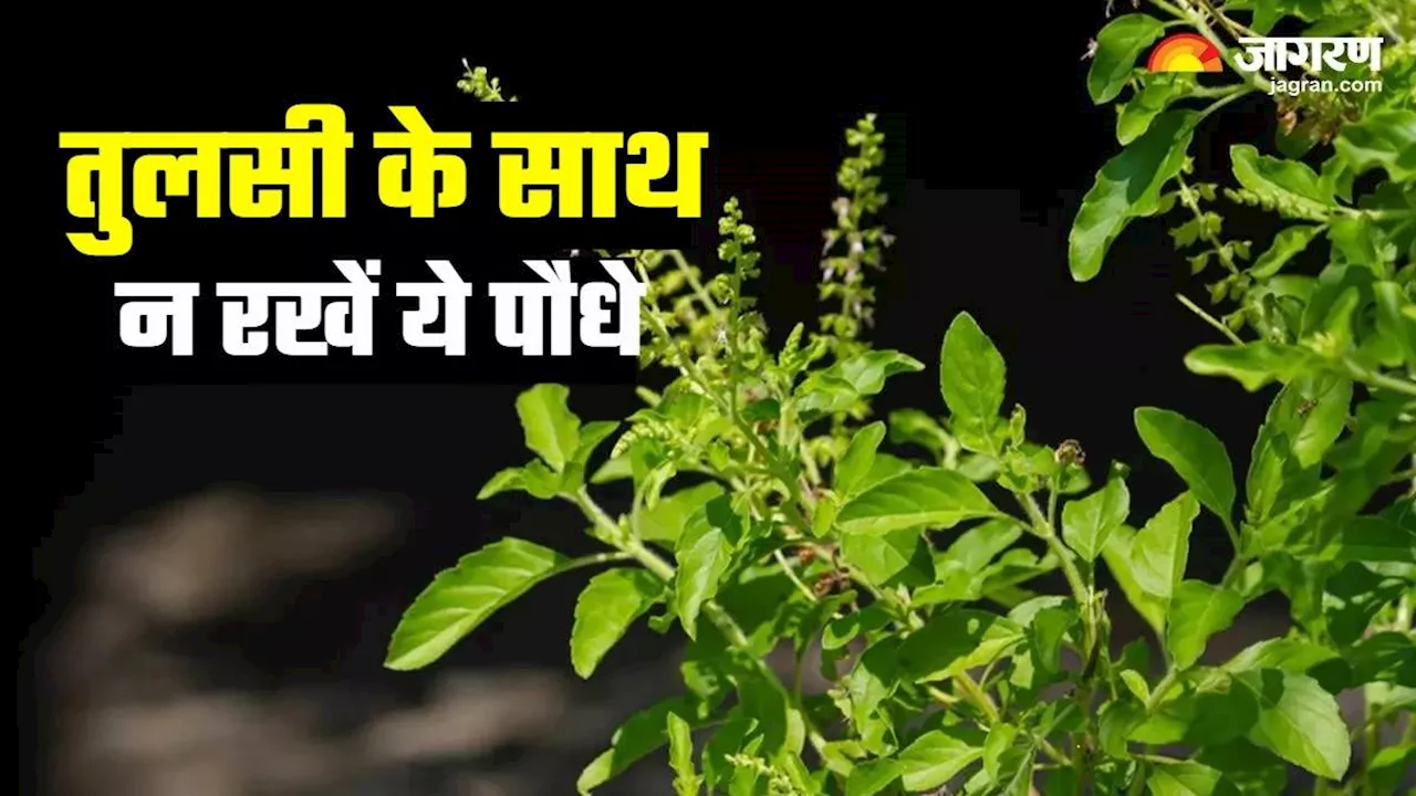 Tulsi Vastu Tips: तुलसी के आस-पास भी न रखें ये पौधे, वरना घर से चली जाएगी सुख-शांति