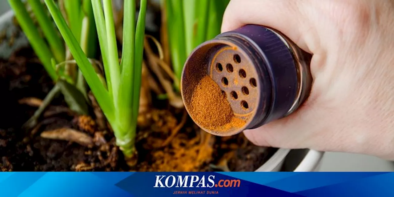 Manfaat Bubuk Kayu Manis untuk Tanaman