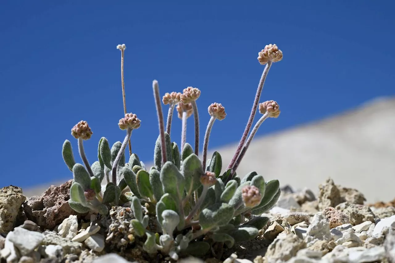 Les Etats-Unis autorisent une mine de lithium sur les terres d'une fleur unique au monde