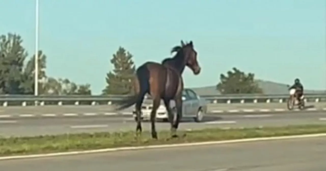 Córdoba: un caballo suelto provocó disturbios en Circunvalación