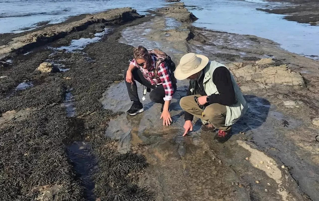 Jejak Dinosaurus 120 Juta Tahun di Australia Ungkap Kehidupan Prasejarah di Lingkungan Kutub