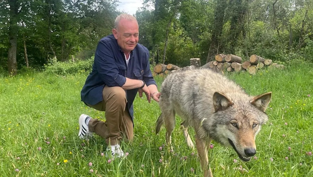 Bertrand Manesse : 'le loup est présent partout en Europe et il n'a pas de frontière'