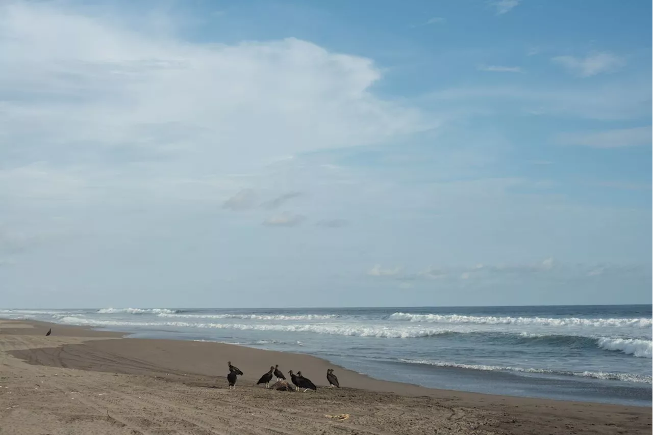 Localizan restos humanos esparcidos sobre una playa de Huehuetán, Chiapas