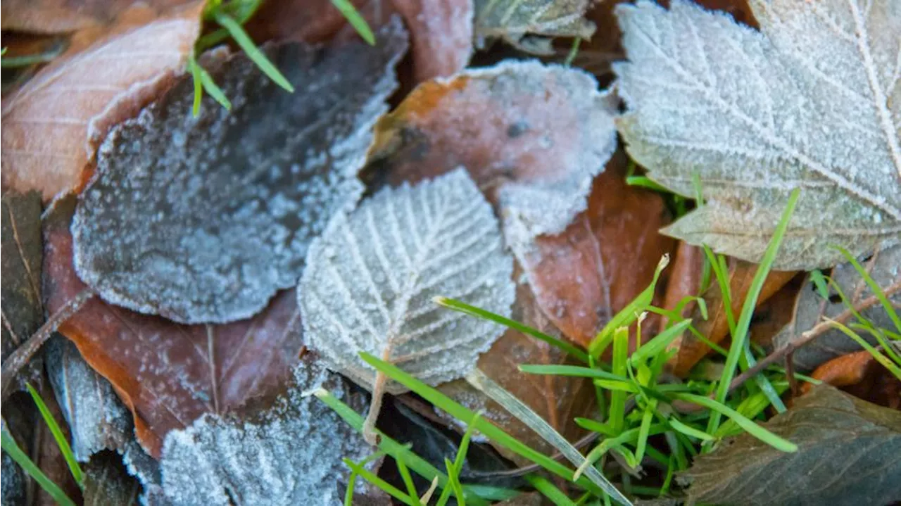 Overnight freezing temps have returned as Seattle’s first frost is just days away