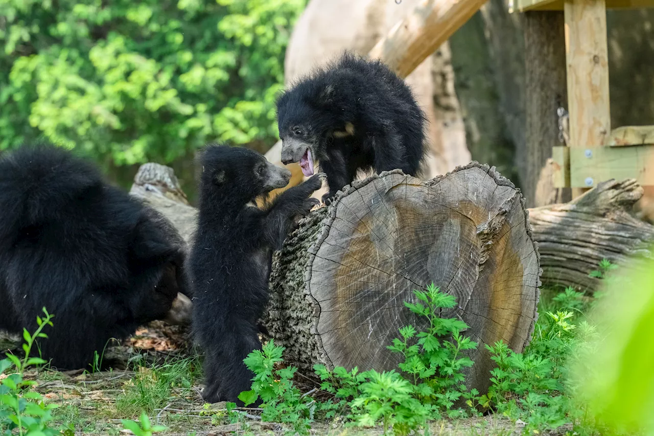 The bear exhibit at the Philadelphia Zoo is getting a $20 million makeover