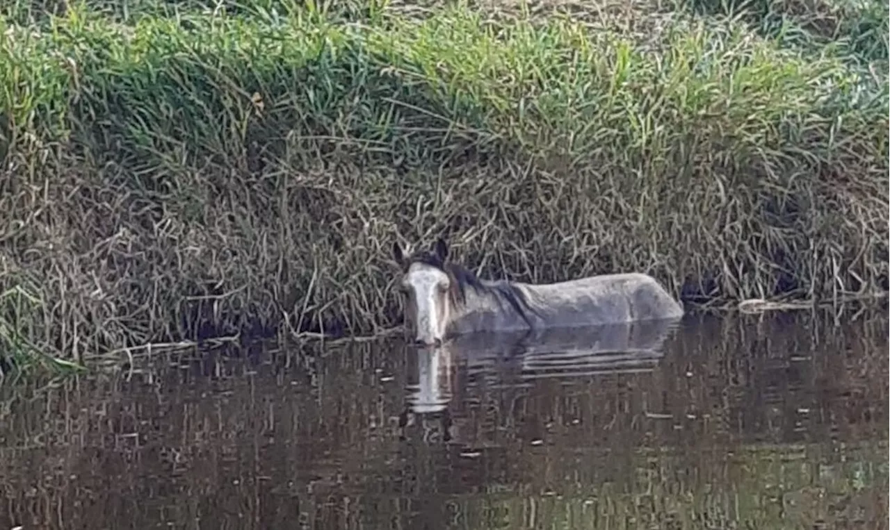 ‘Exhausted’ horse rescued from Offaly river after 24-hour ordeal