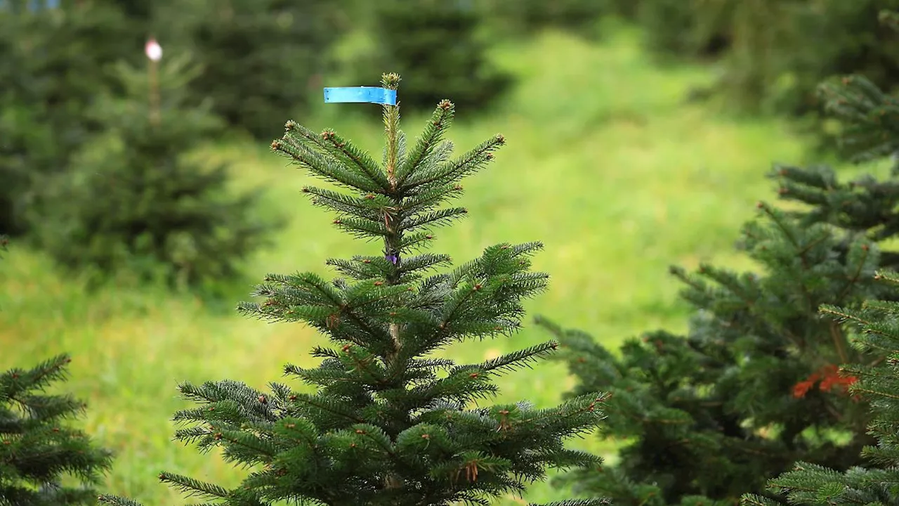 Nordrhein-Westfalen: Gutes Wetter für Weihnachtsbäume - Leichte Preiserhöhung