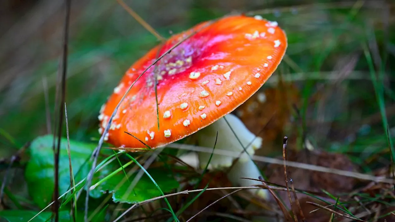 Rheinland-Pfalz & Saarland: Gummibärchen mit Fliegenpilz-Gift aus Handel zurückgerufen