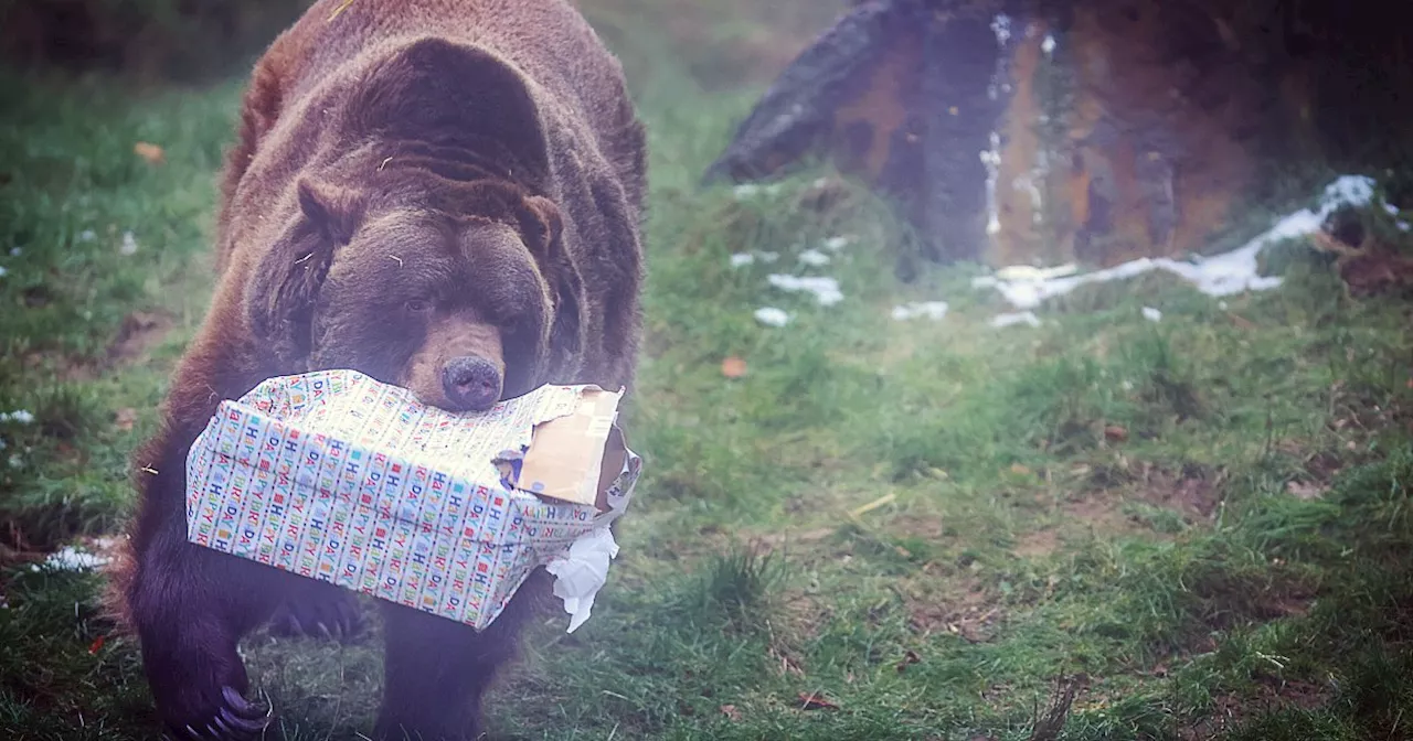 Neue Attraktionen für Kinder und Bären im Bielefelder Tierpark Olderdissen