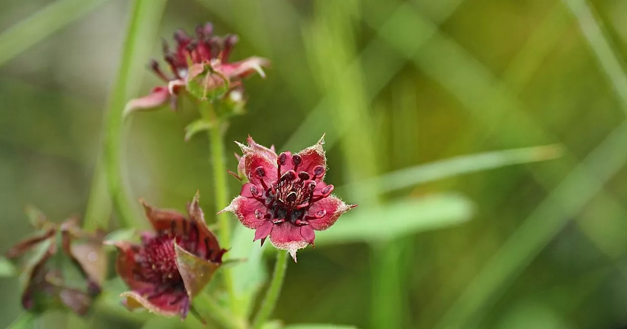 Sumpf-Blutauge ist «Blume des Jahres 2025»