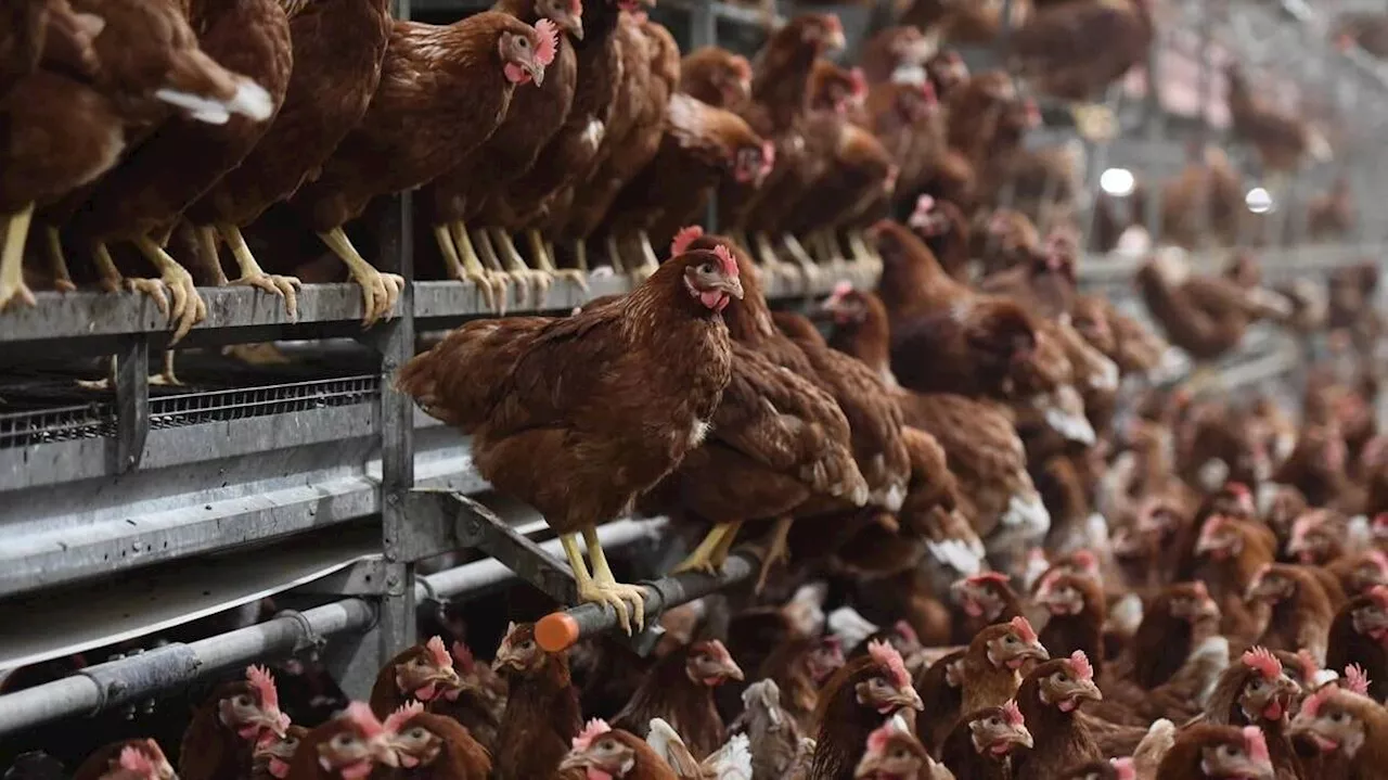 17 000 poules pondeuses à sauver d’urgence de l’abattoir en Anjou