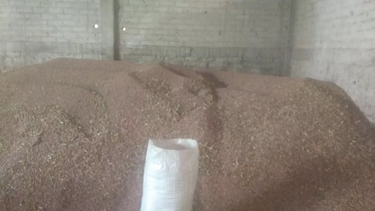 “No solo es sembrar”: Agricultores de frijol en Acámbaro rechazan bajo precio de compradores