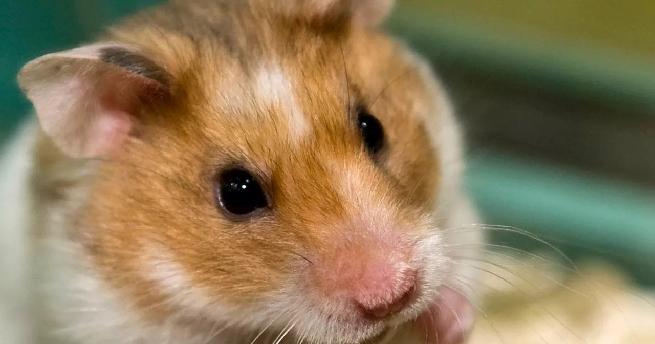 Goldhamster: Keine Kuscheltiere