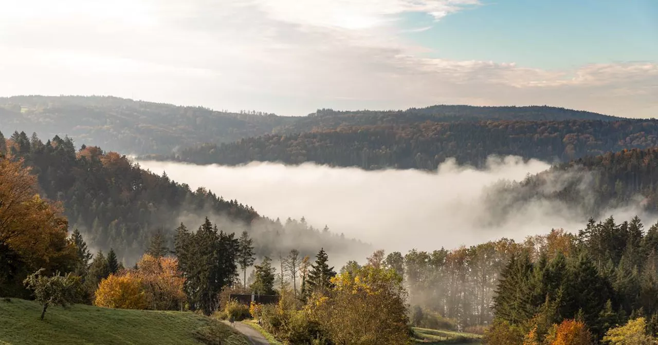 Wald in Deutschland: Was folgt aus der Bundeswaldinventur?