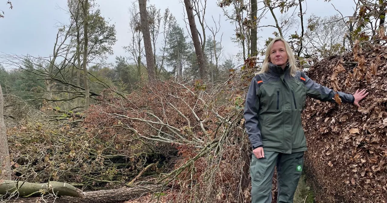 Twee maanden na de valwinden: opgeruimde paden en stukken stormbos