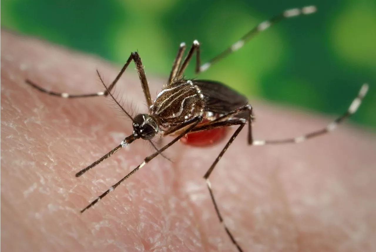 Health experts warn of dengue risk post floods