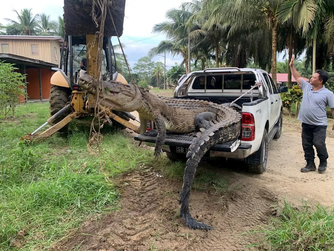 Sabah rangers kill 'giant' croc after it devoured a cow