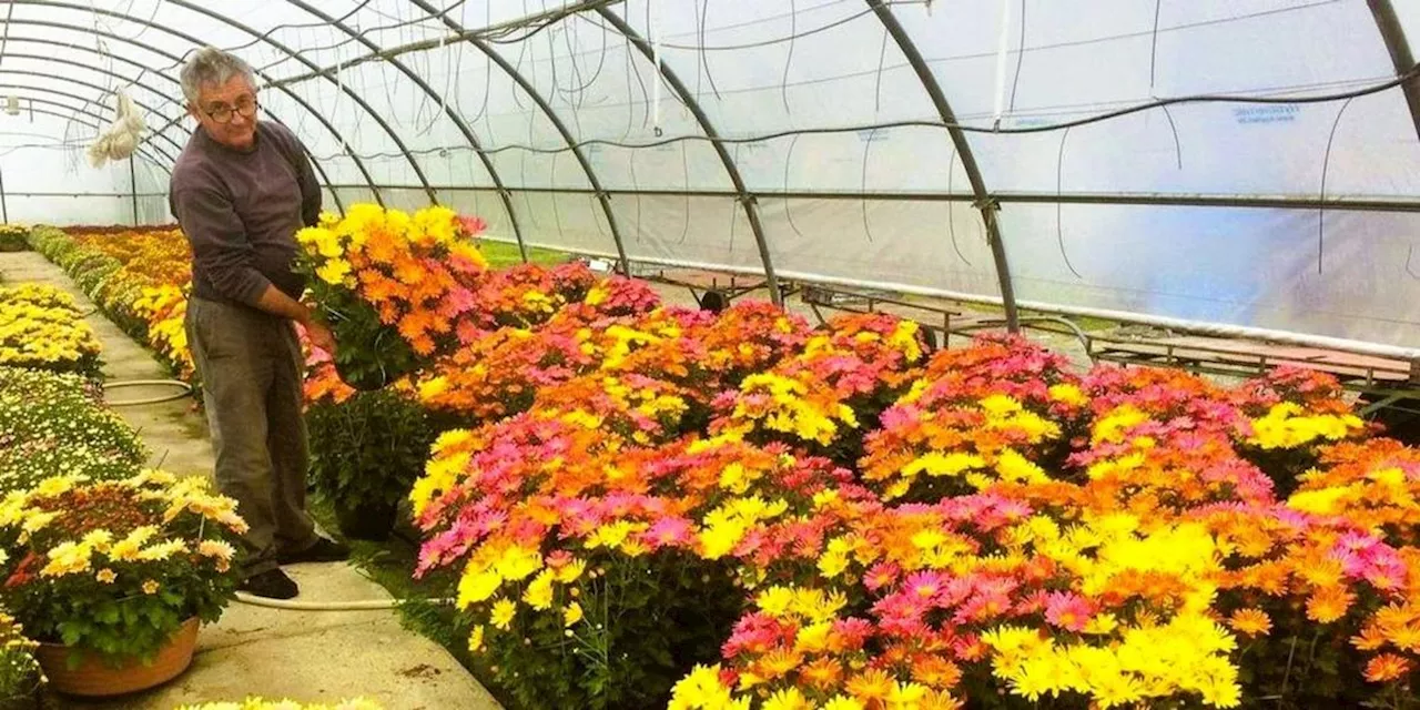 Gironde : journées portes ouvertes chez l’horticulteur Picq à Saint-Savin pour célébrer les chrysanthèmes