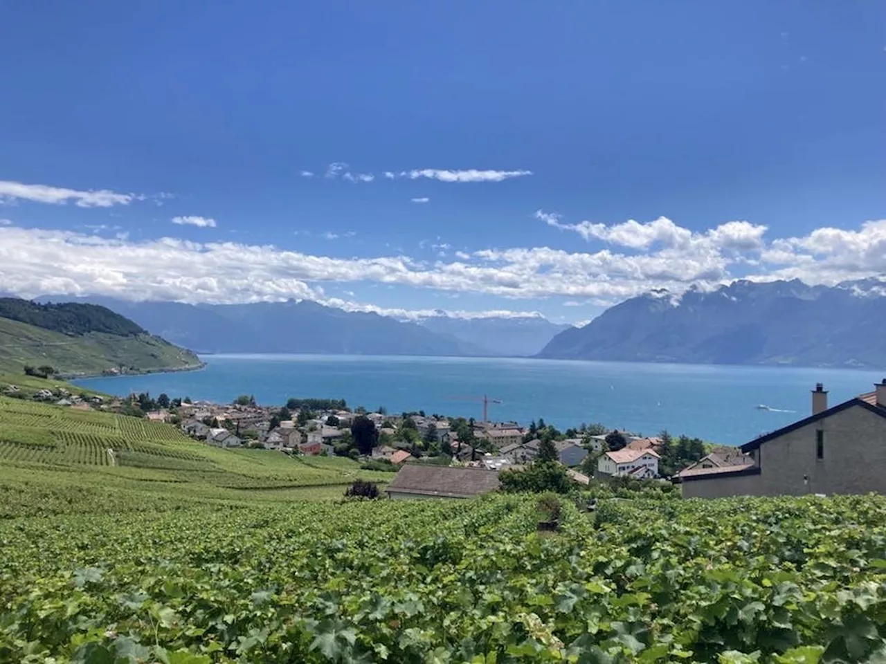 Pourquoi ne trouve-t-on pas de vin suisse chez le caviste ?