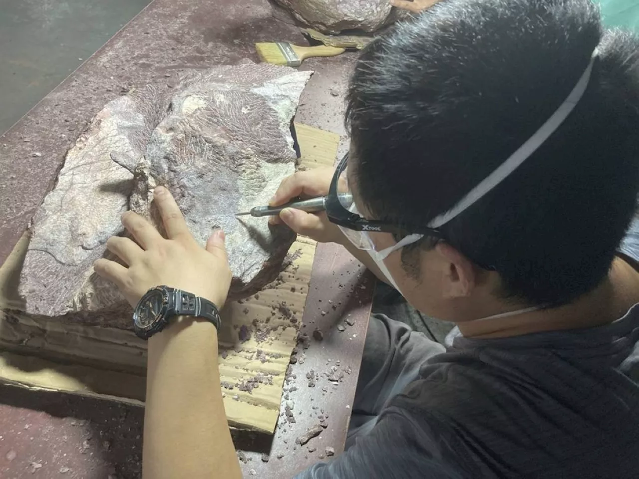 Dinosaur fossils found in Hong Kong