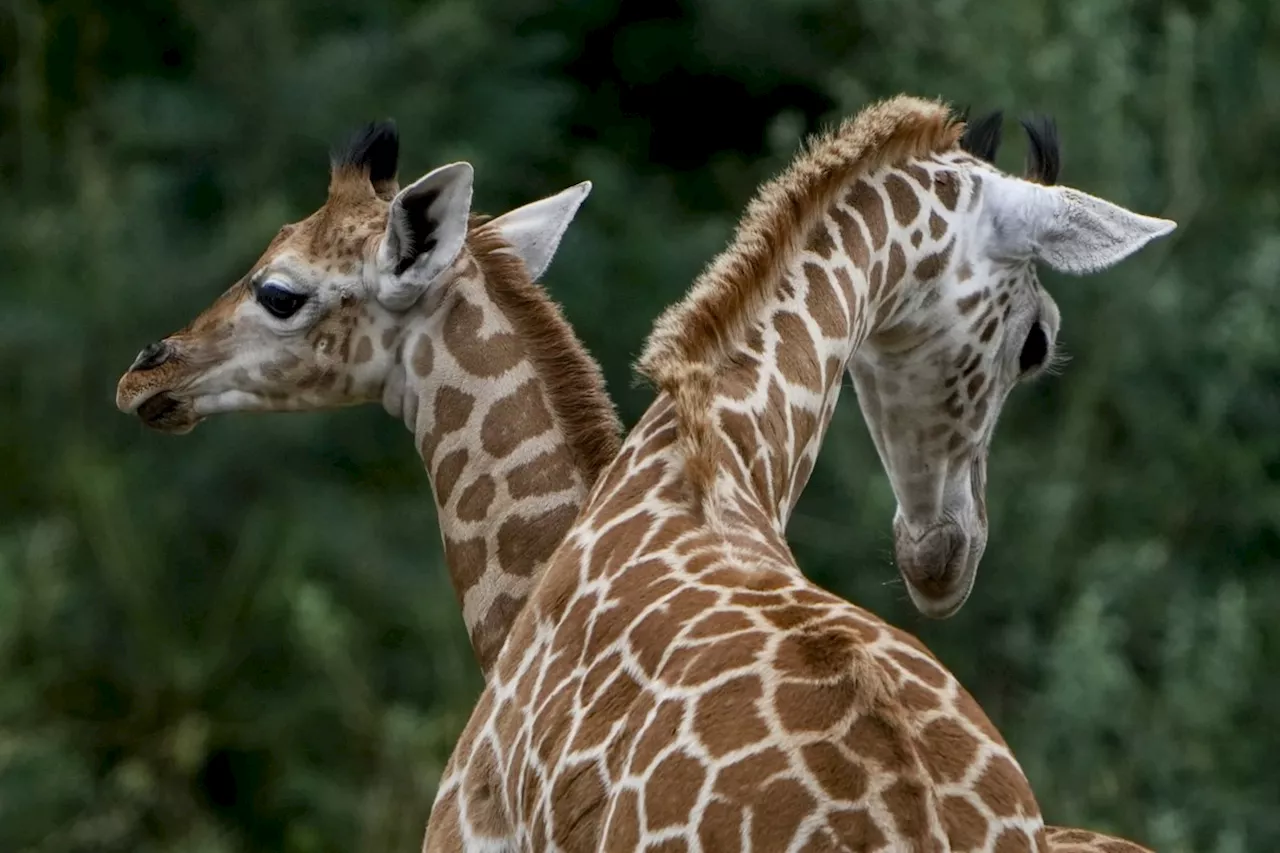 'Beloved' eight-year-old giraffe Jenga dies at Greater Vancouver Zoo