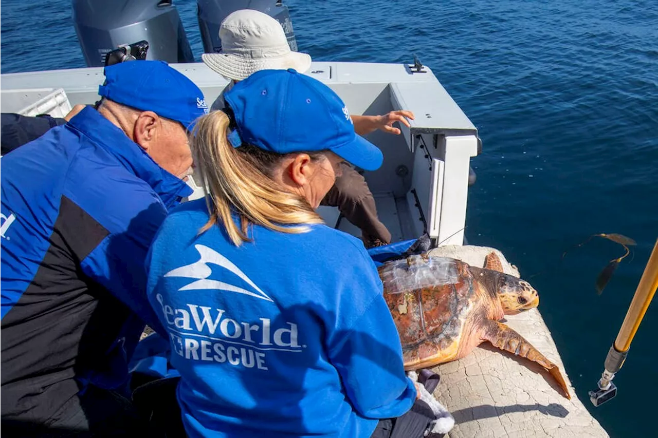 Loggerhead sea turtle found in Pedder Bay released into California waters