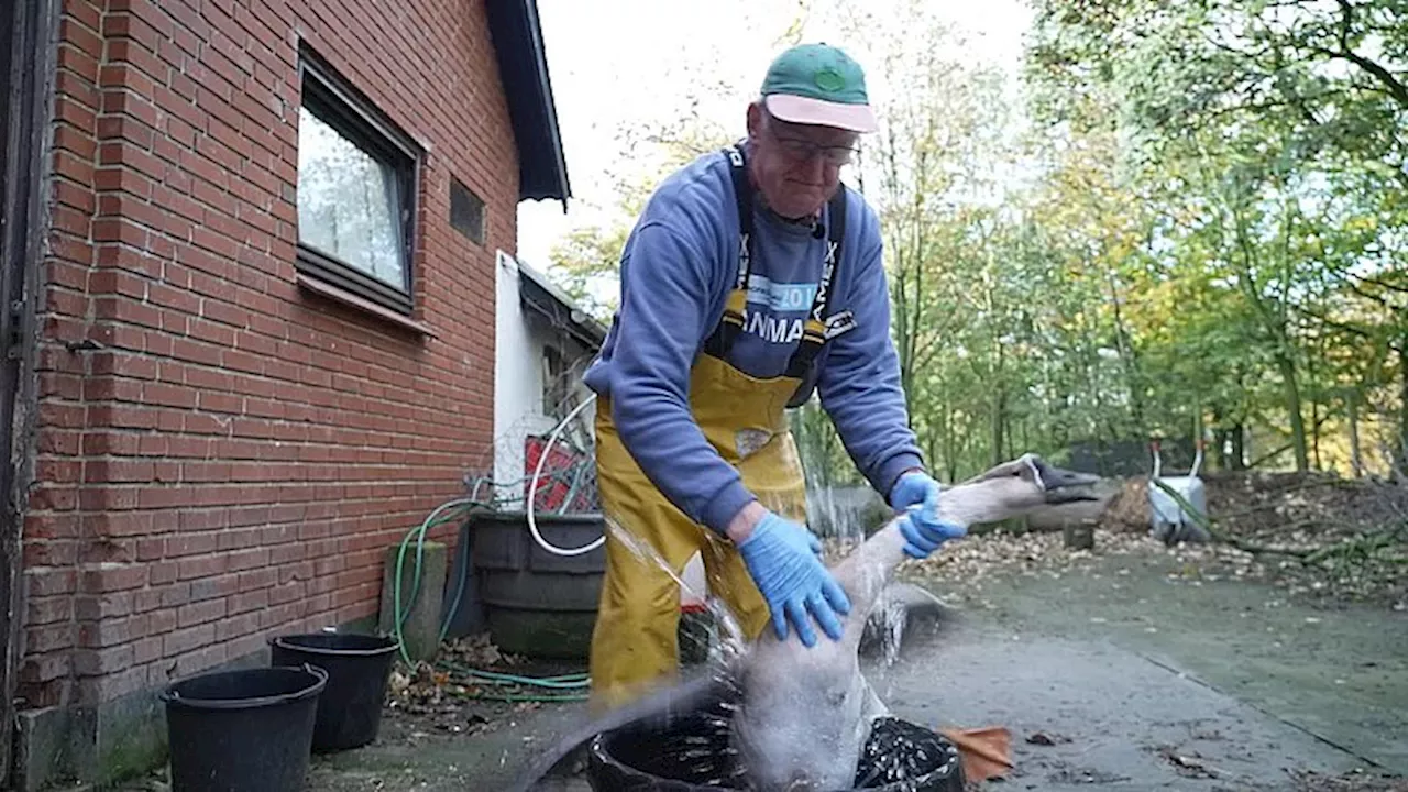 Han gejlede duer op i tv-studiet: - Alt det med fjer på. Det er jo dejligt