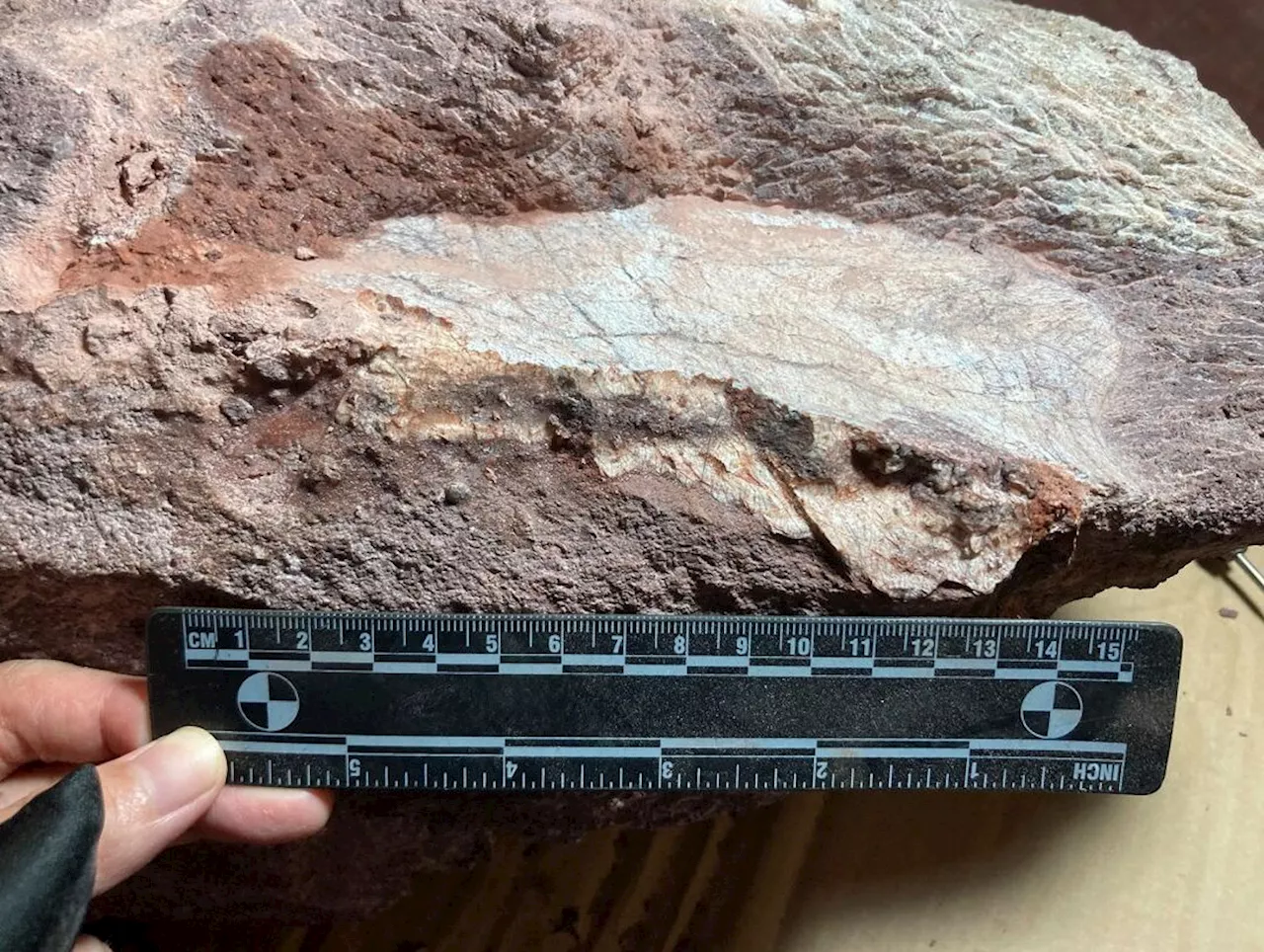 Fosil dinosaur pertama kali ditemukan di Hong Kong