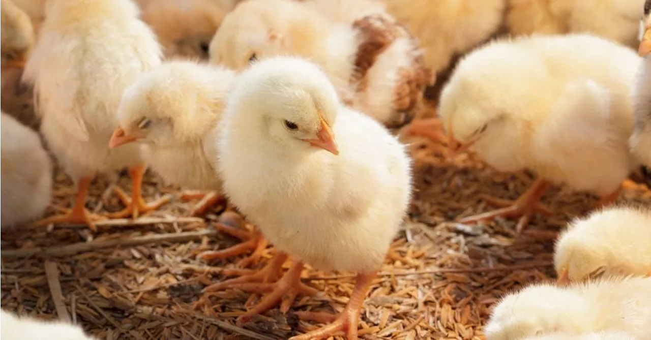 Estudo com pintinhos pode melhorar a compreensão das emoções animais