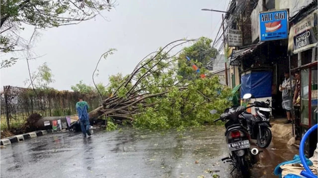 Pohon Tumbang Akibat Hujan Deras, Timpa Mobil dan Pemotor di Tangsel