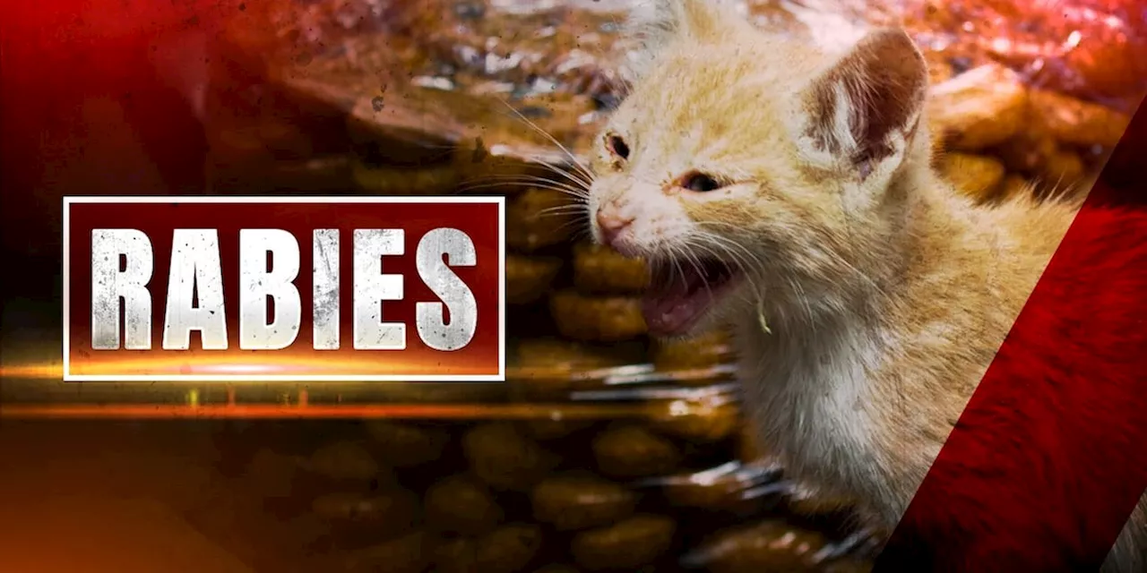 ADPH issues rabies warning after stray kitten tests positive in Auburn