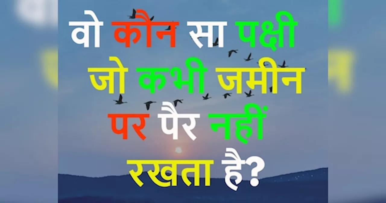 GK Quiz: वो कौन सा पक्षी जो कभी जमीन पर पैर नहीं रखता है?